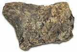 Dinosaur (Triceratops) Frill Shield Section - Montana #338920-1